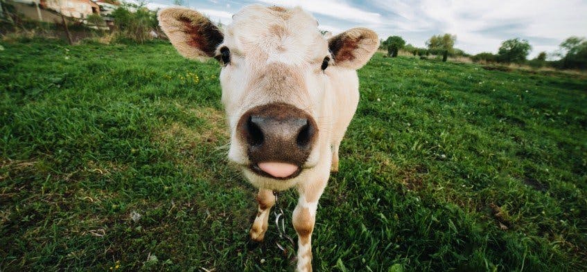 Como ser mão de vaca pode melhorar a vida financeira
